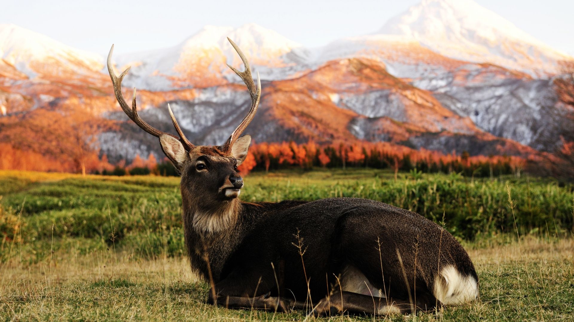 Deer desktop wallpaper