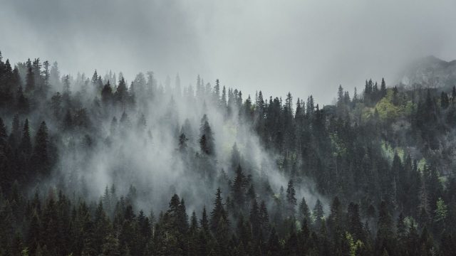Foggy Forest High Quality