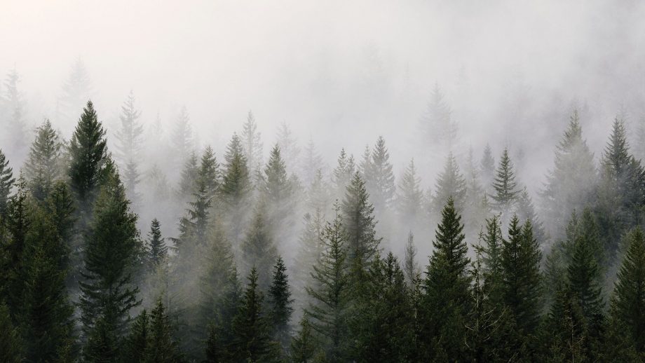 23 Foggy Forest Wallpapers - Wallpaperboat