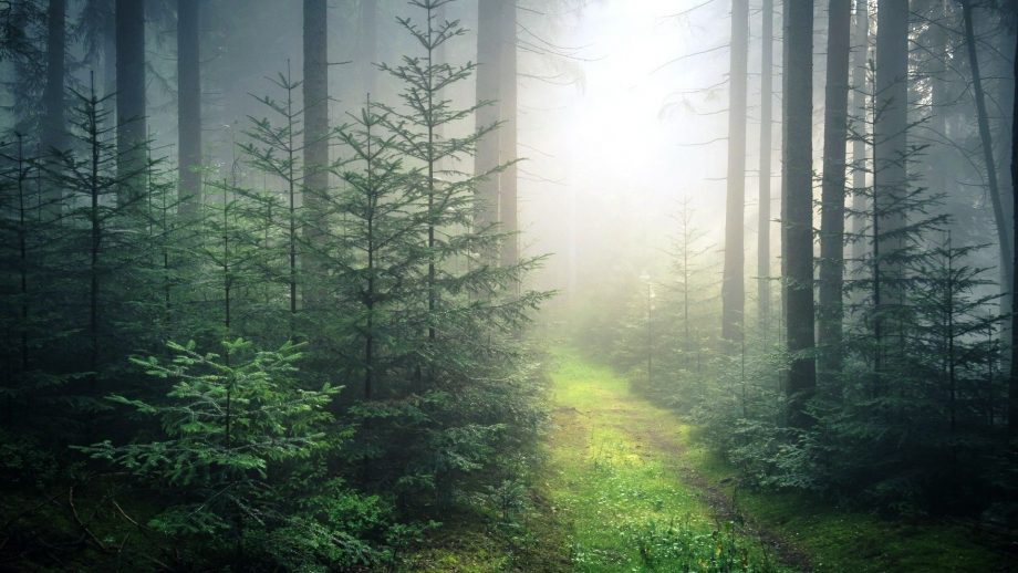 23 Foggy Forest Wallpapers - Wallpaperboat