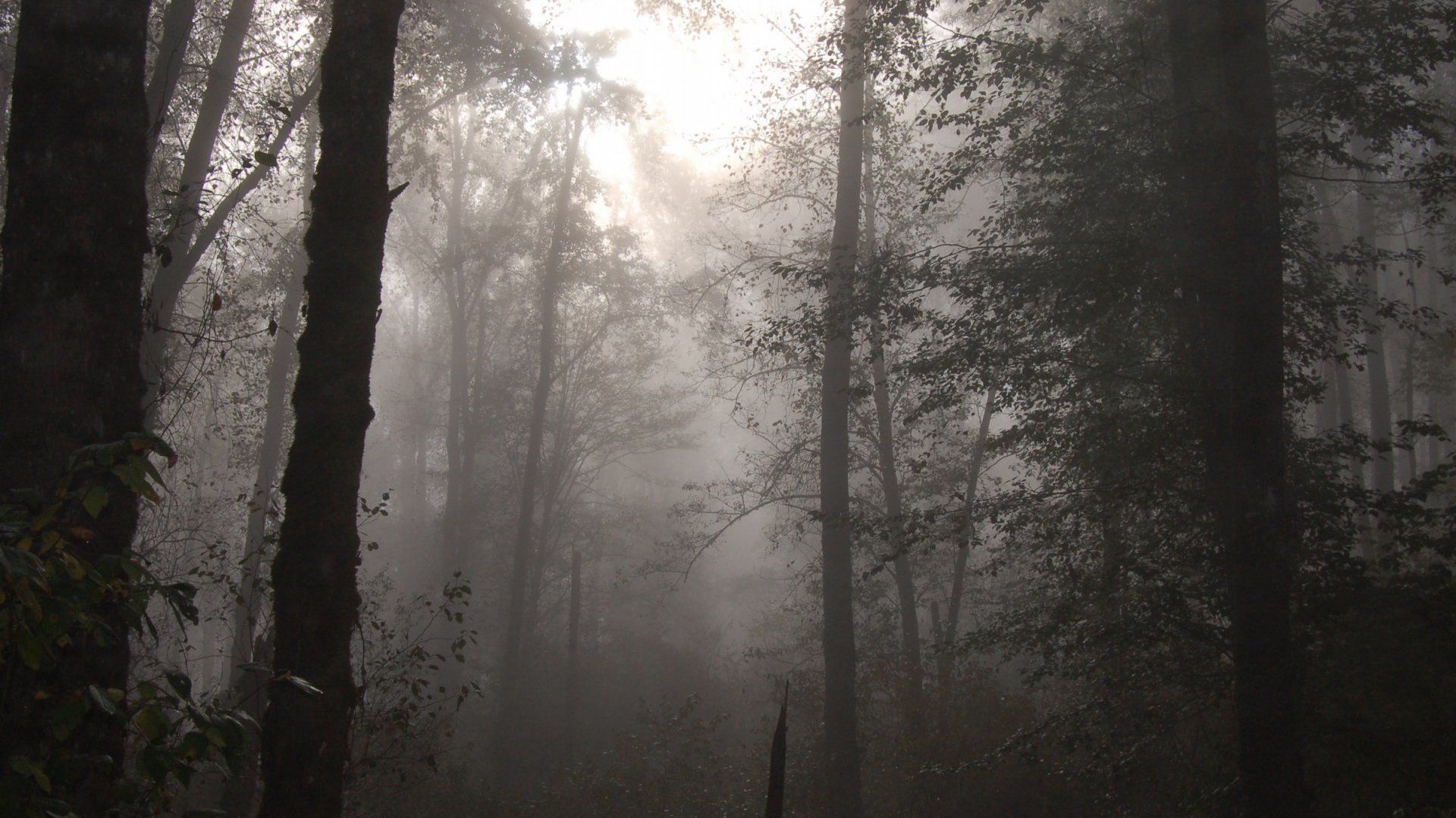 Foggy Forest download wallpaper image