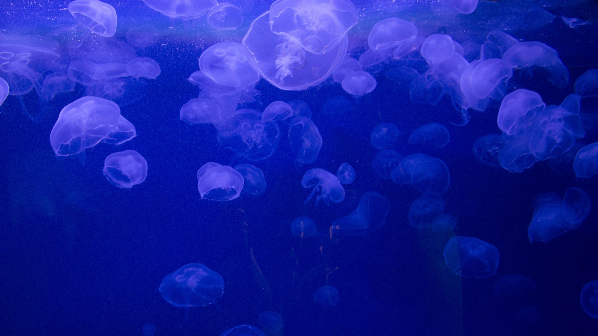 Jellyfish full wallpaper