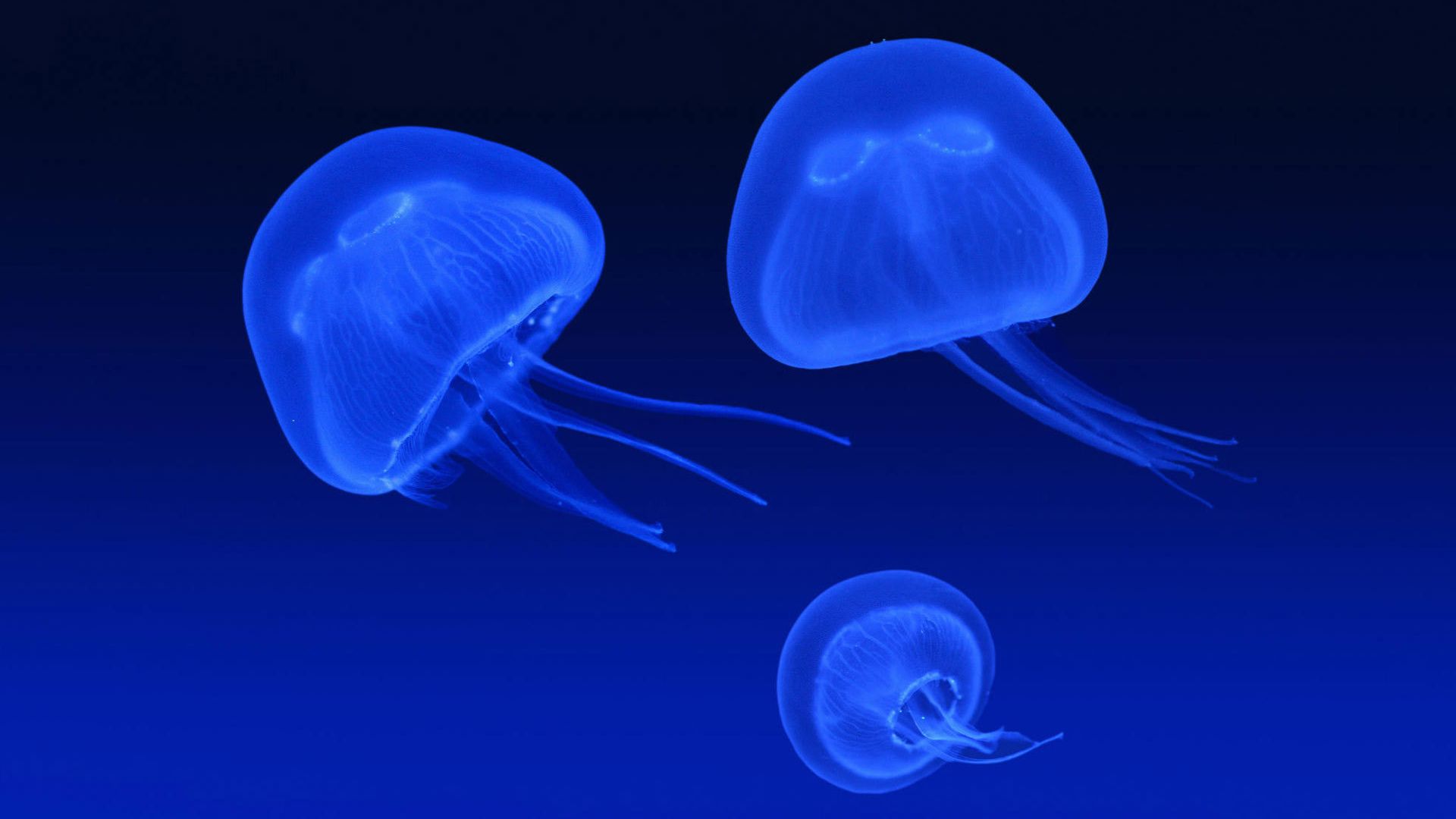Jellyfish wallpaper photo
