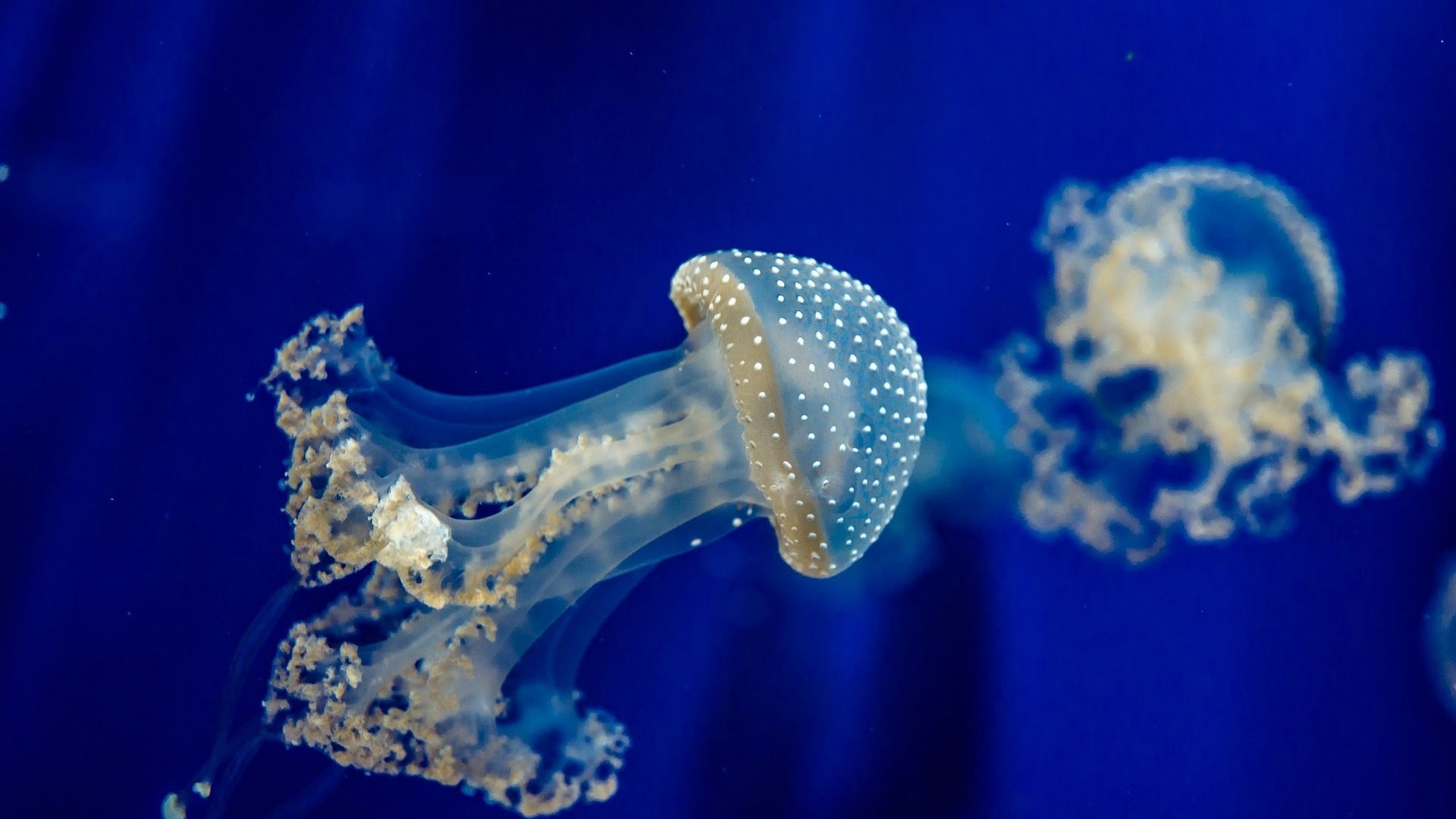 Jellyfish screen wallpaper