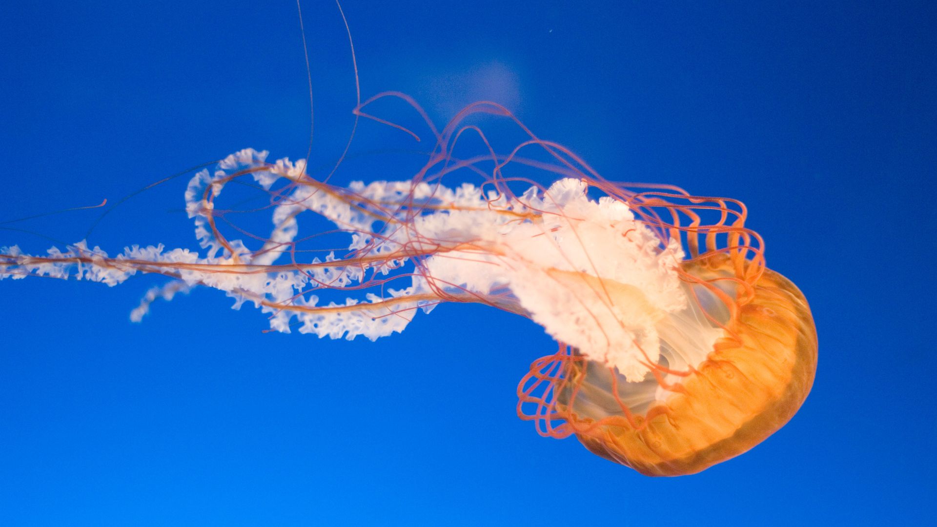 Jellyfish HD Desktop Wallpaper