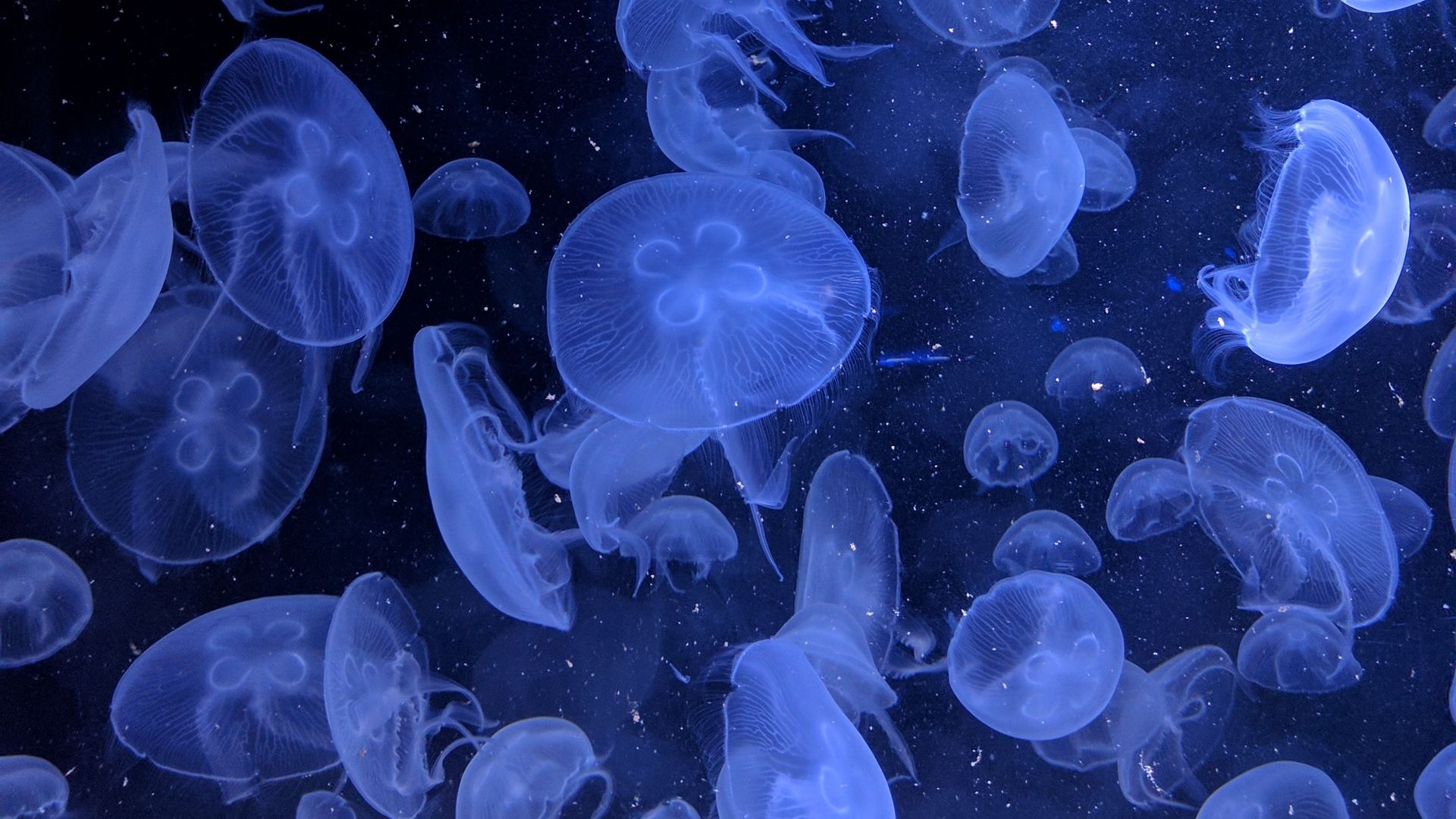 Jellyfish background wallpaper