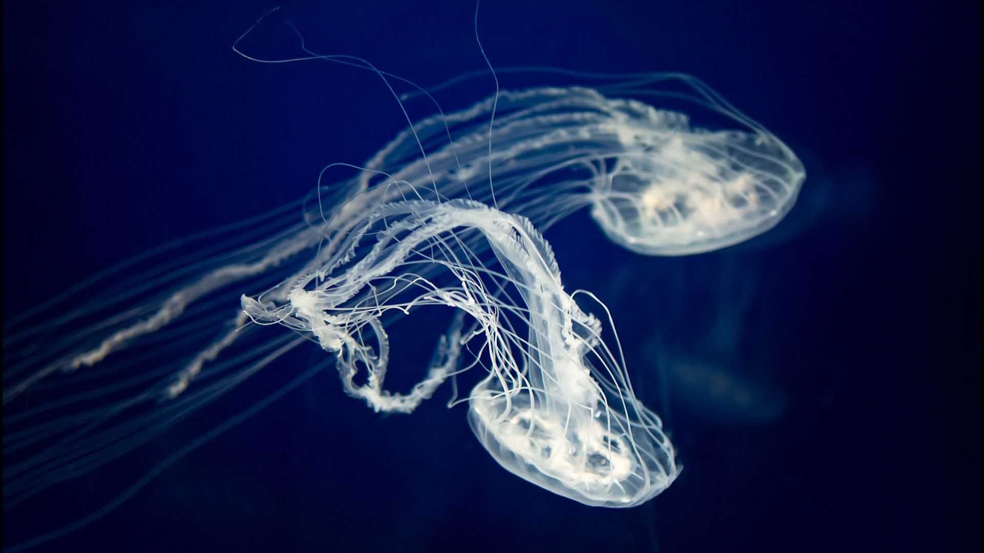 Jellyfish 1080p Wallpaper