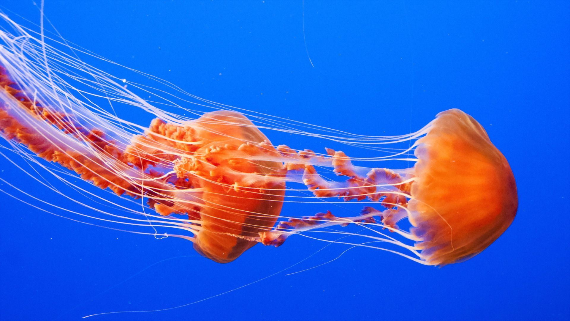 Jellyfish vertical wallpaper hd