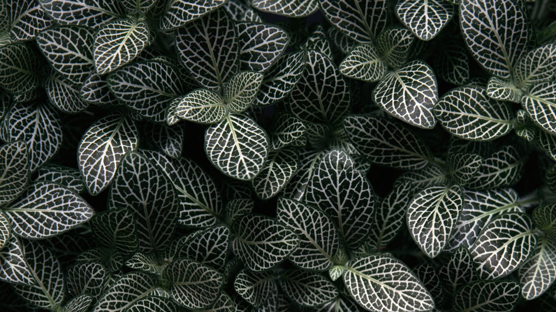 Leaf Pattern computer wallpaper