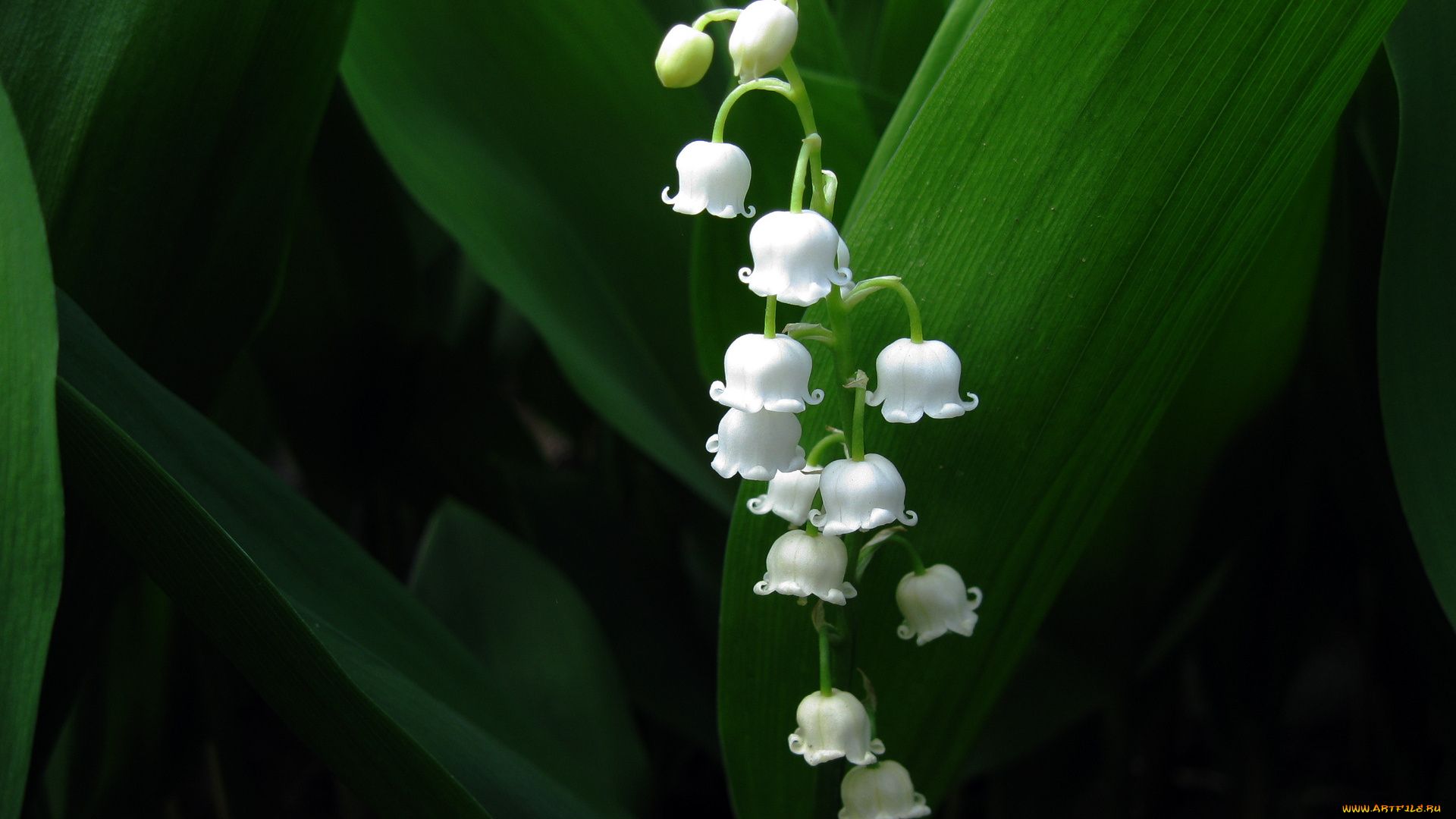 Lily Of The Valley hd wallpaper download