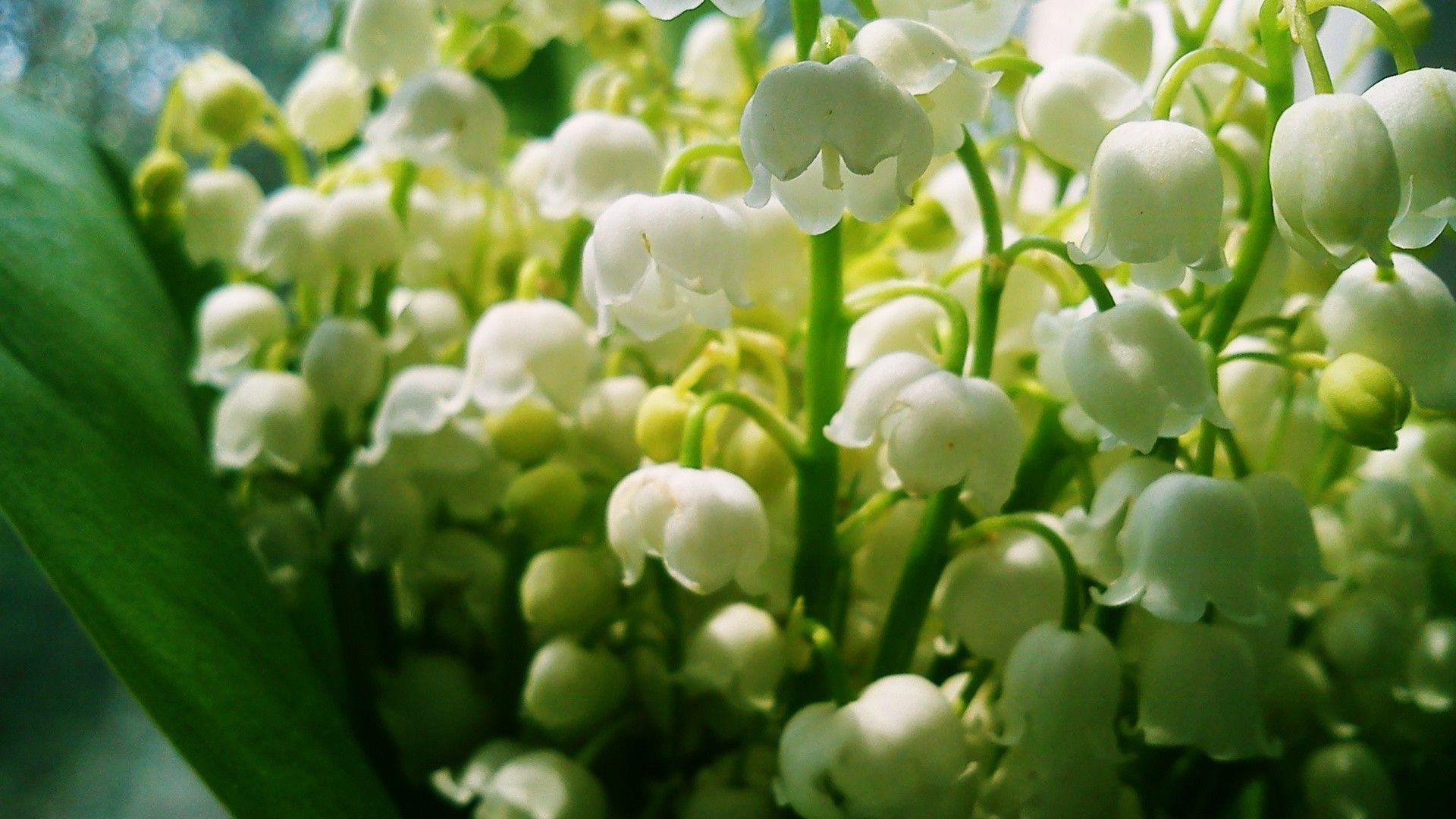 Lily Of The Valley Image