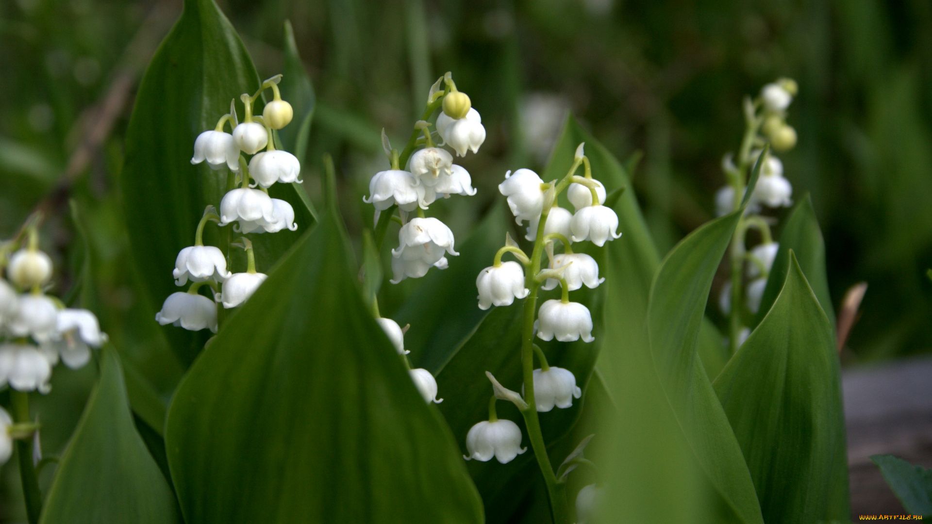 Lily Of The Valley full hd wallpaper for laptop