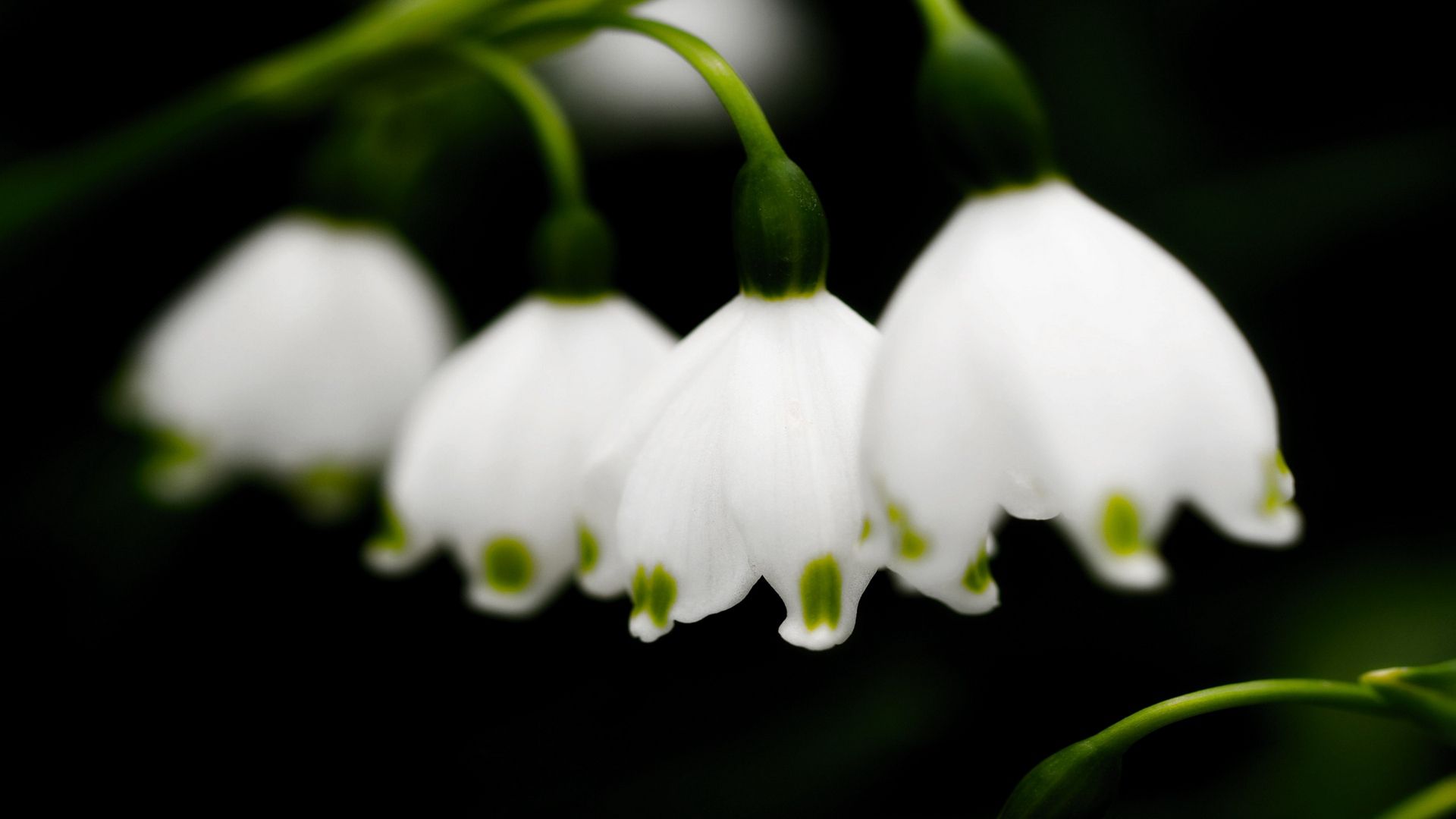 Lily Of The Valley free hd wallpaper