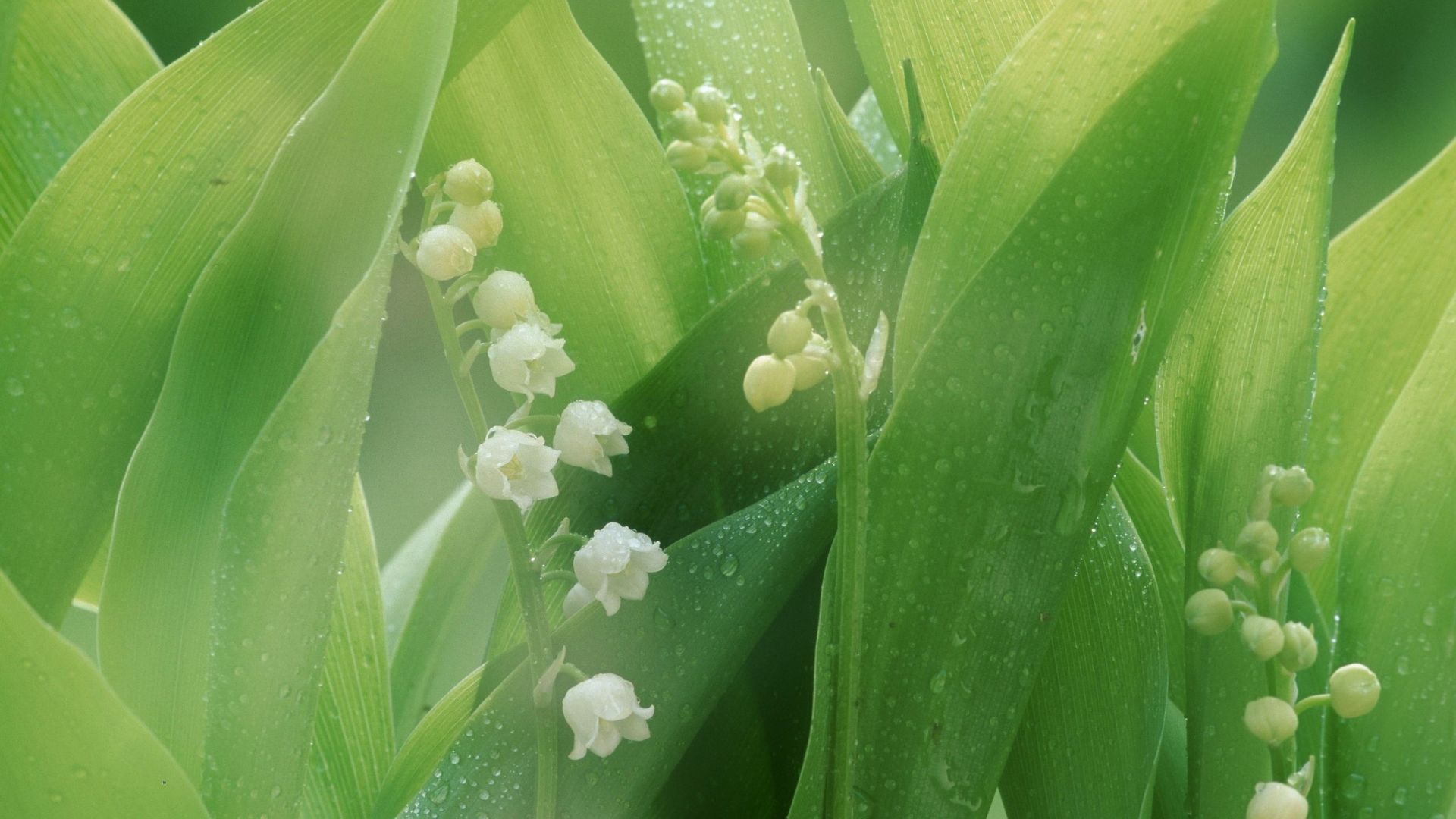 Lily Of The Valley Download Wallpaper