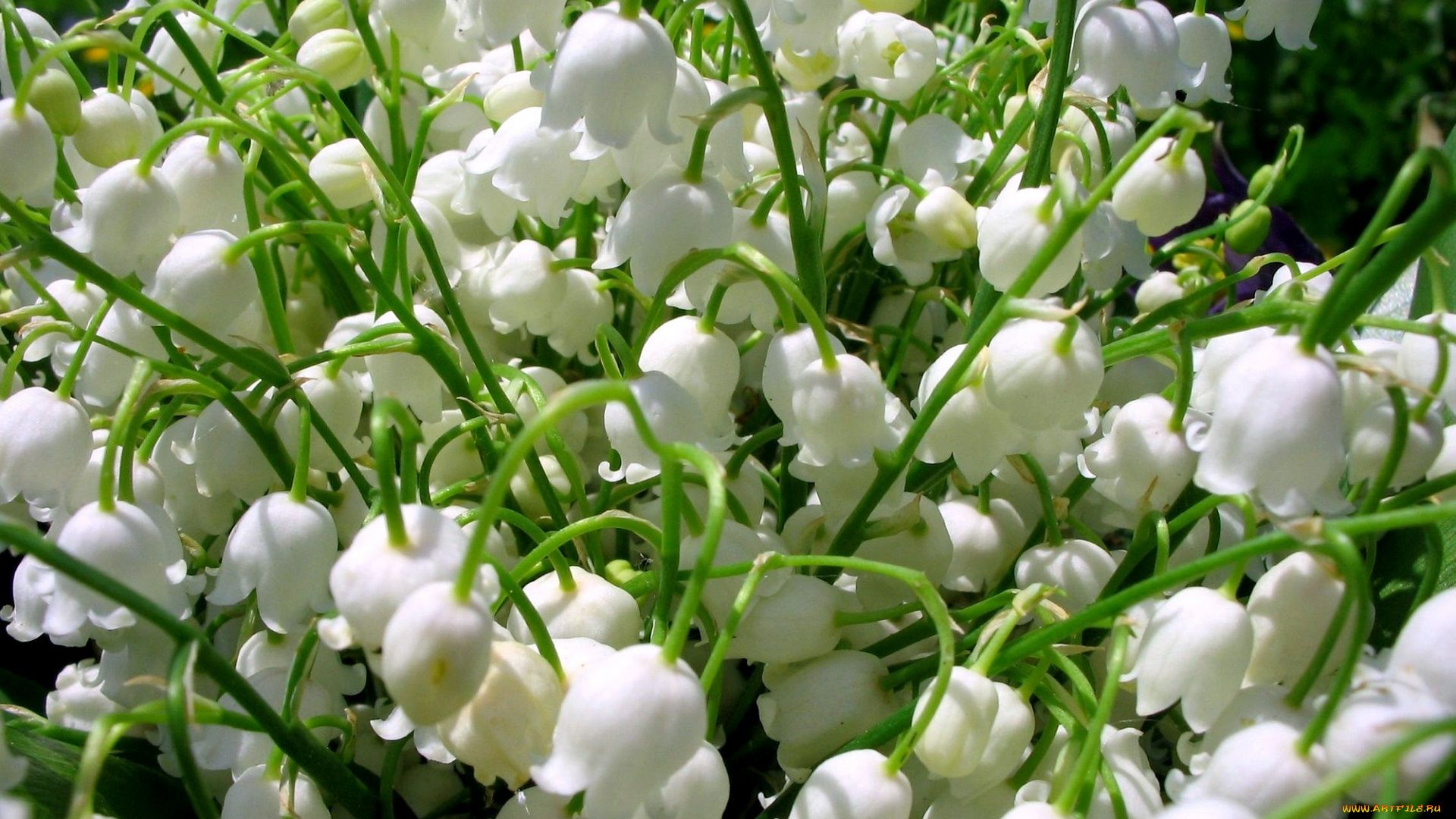Lily Of The Valley High Quality