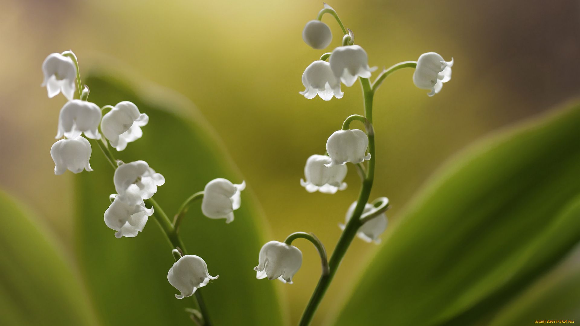 Lily Of The Valley hd wallpaper for laptop