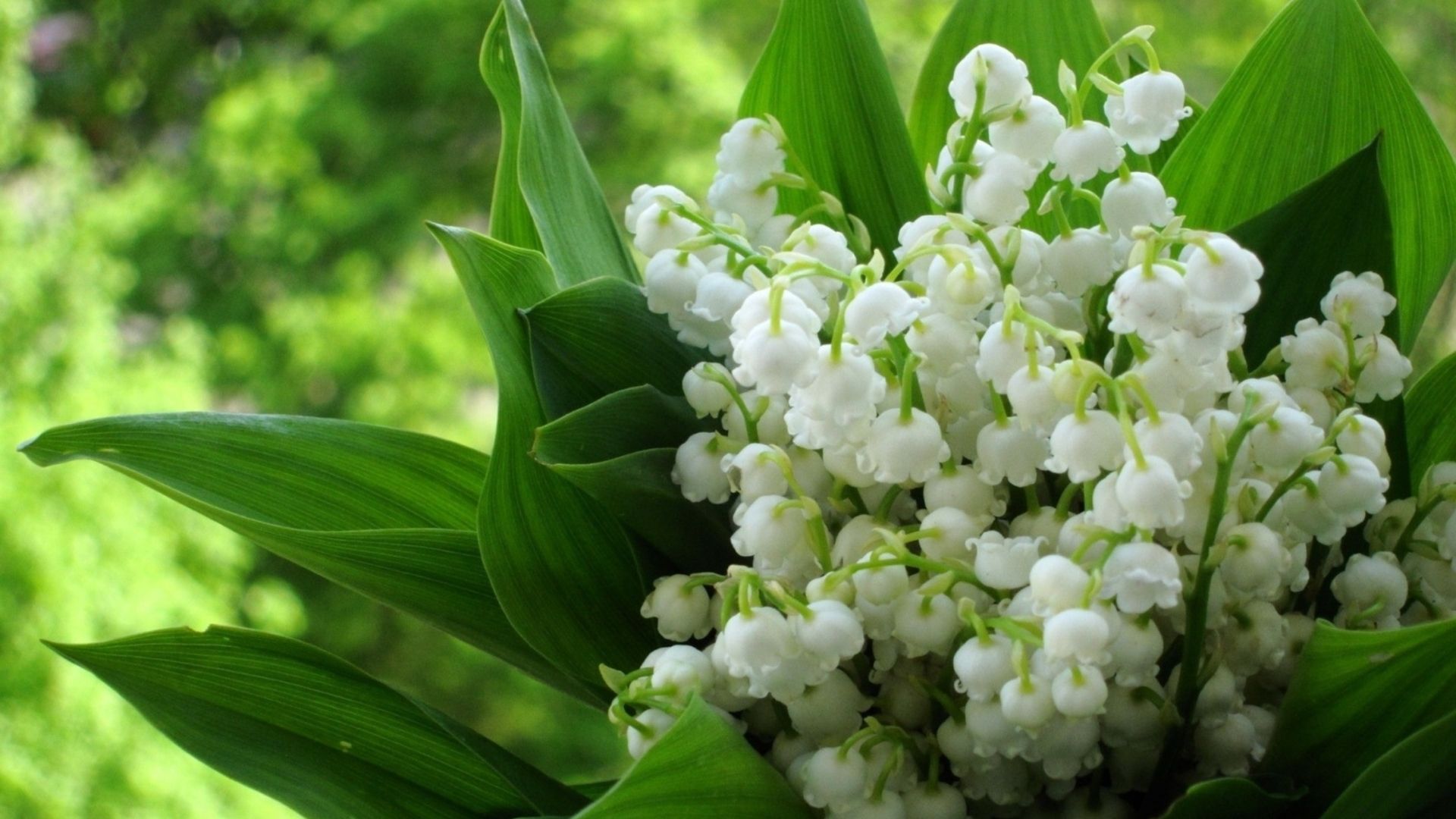 Lily Of The Valley Wallpaper