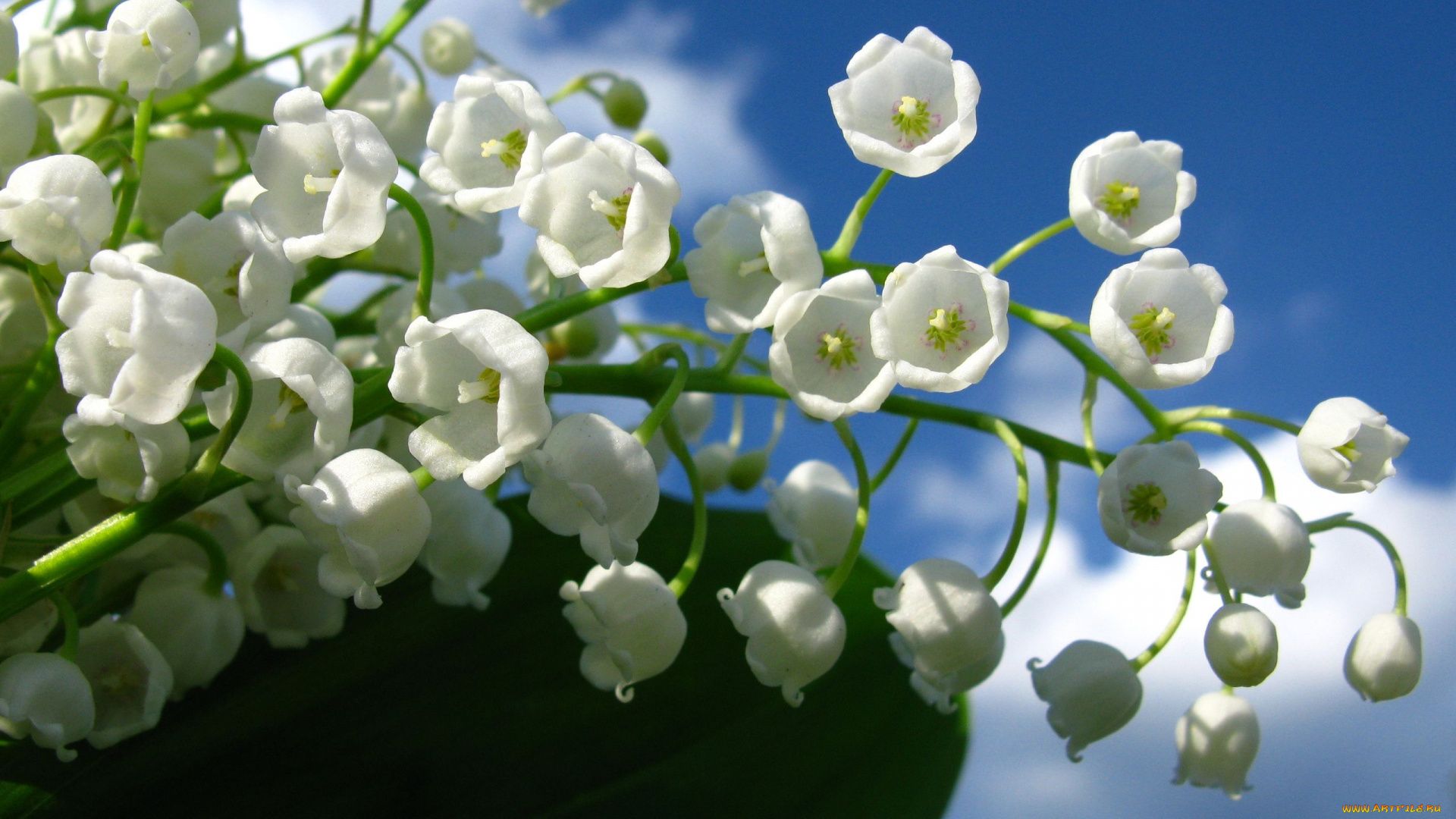 Lily Of The Valley wallpaper photo hd