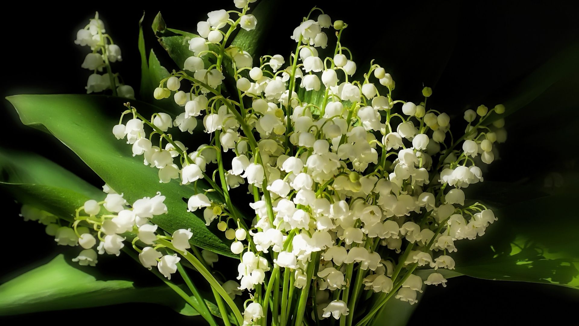 Lily Of The Valley download wallpaper image