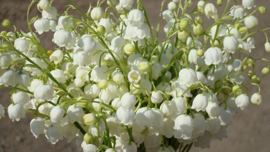 23 Muguet Flower Wallpapers - Wallpaperboat