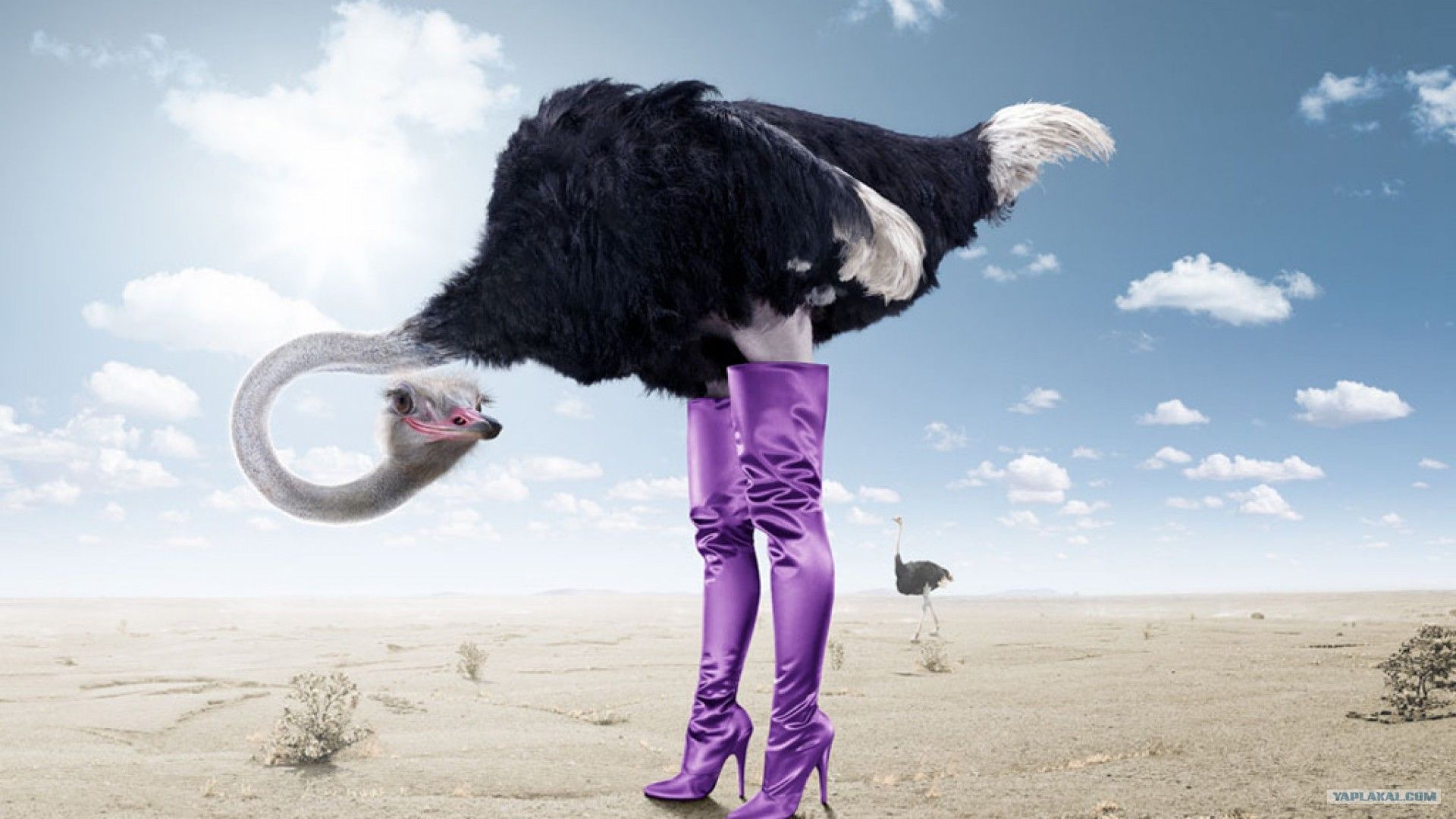 Ostrich download wallpaper image