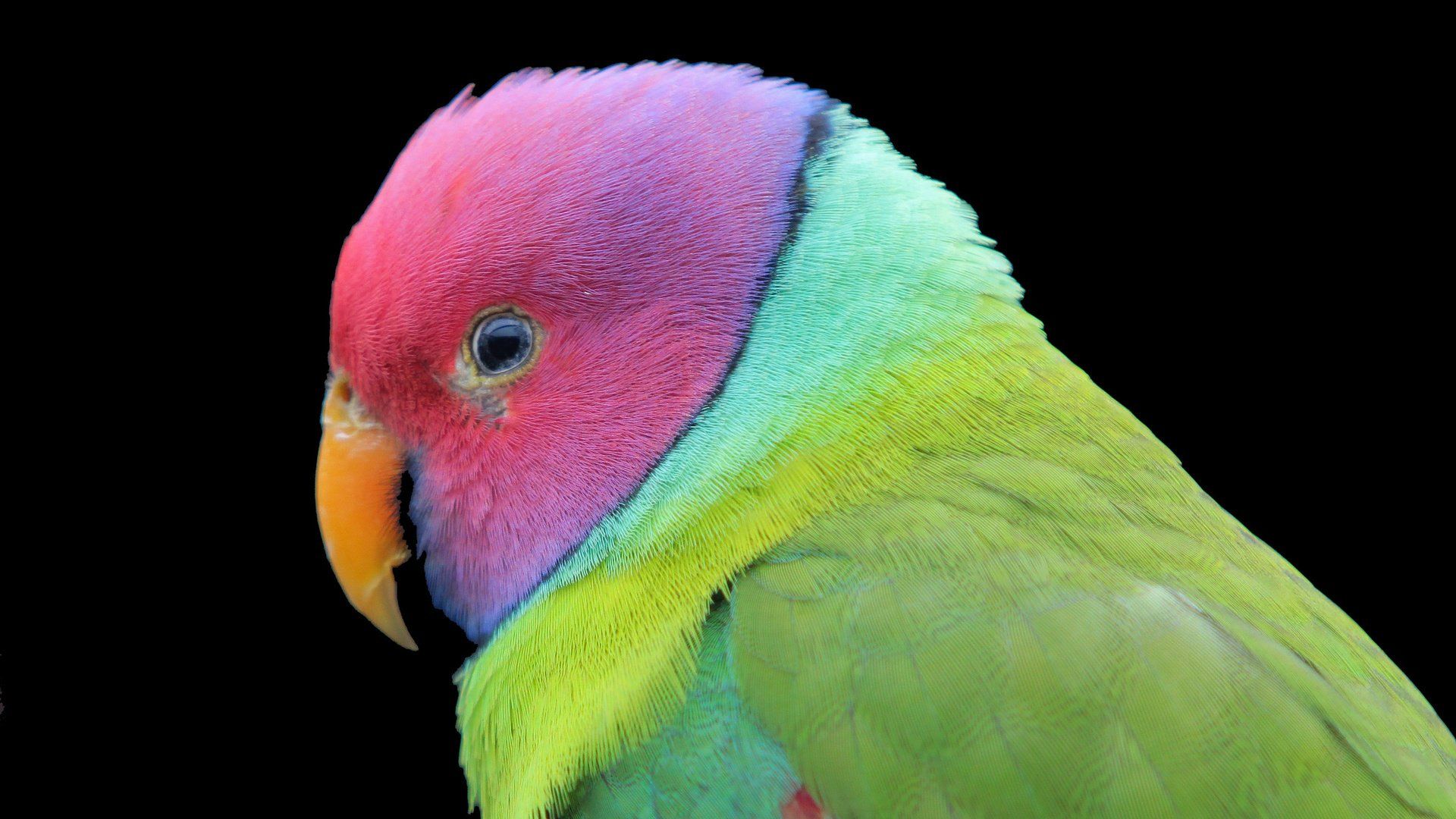 Parakeet Picture
