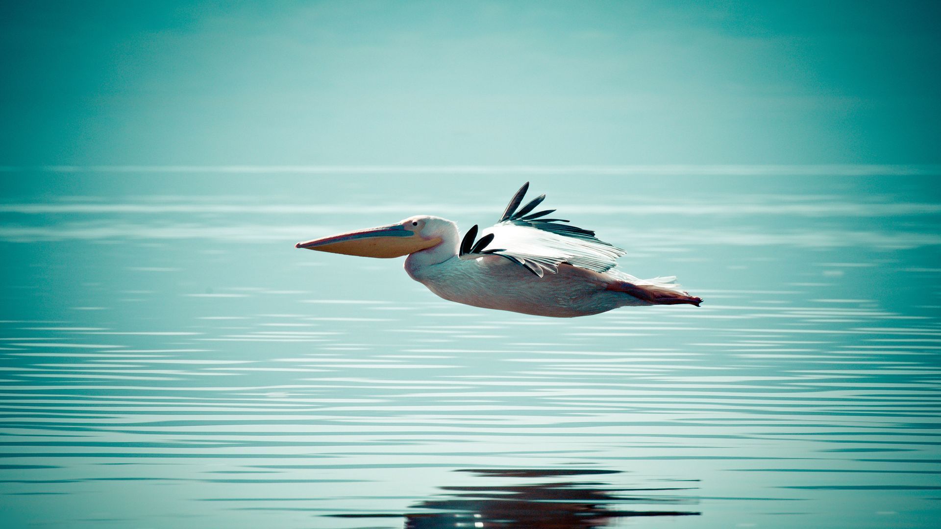 Pelican download wallpaper image