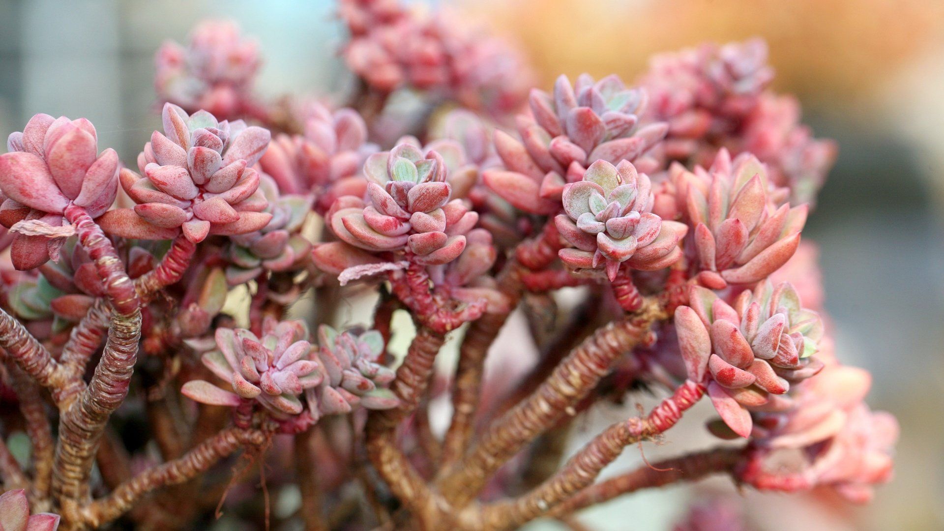 Succulent download free wallpaper image search