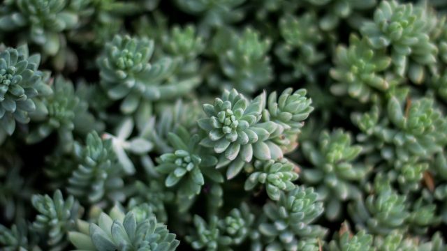 22 Succulent Wallpapers - Wallpaperboat