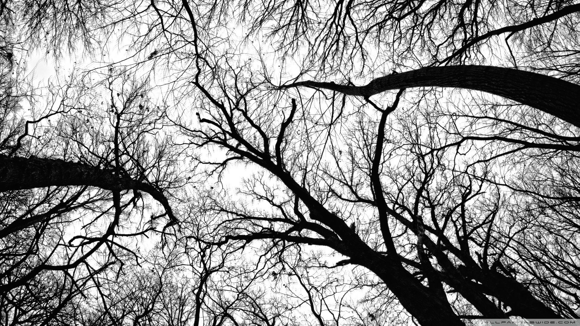 Tree Branch Background