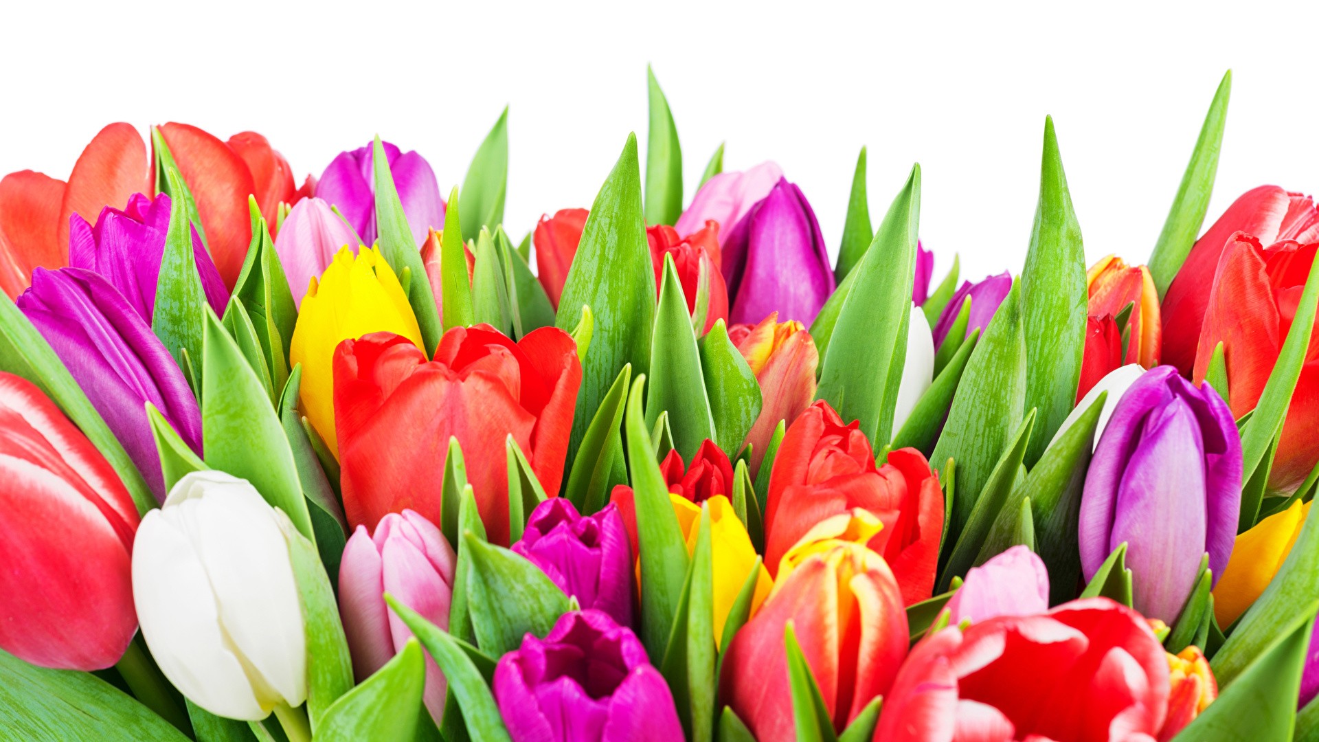 International Women's Day Flowers desktop image