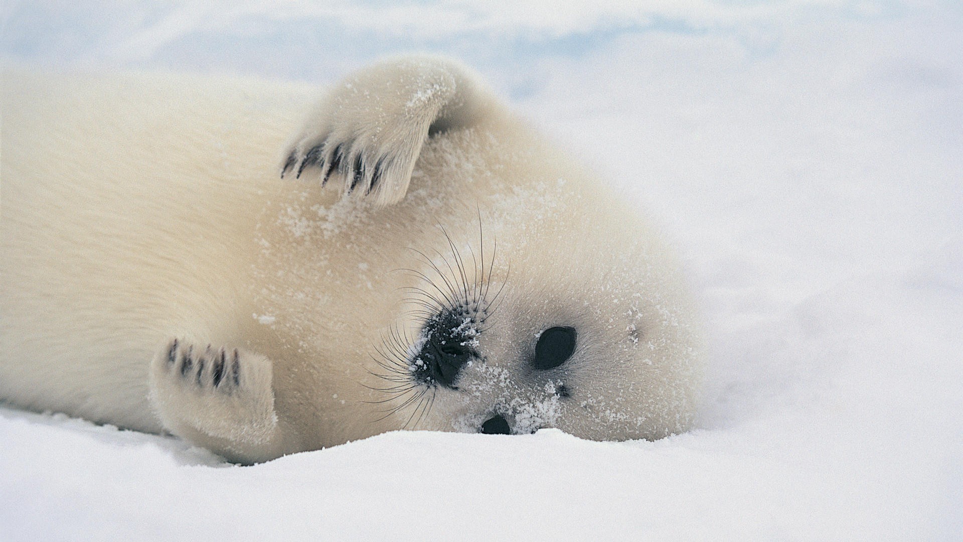 Seal Picture