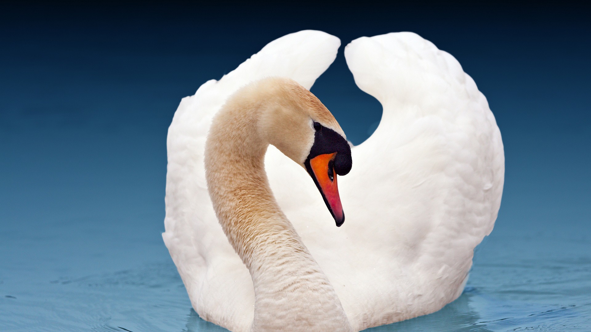 Swan wallpaper image hd