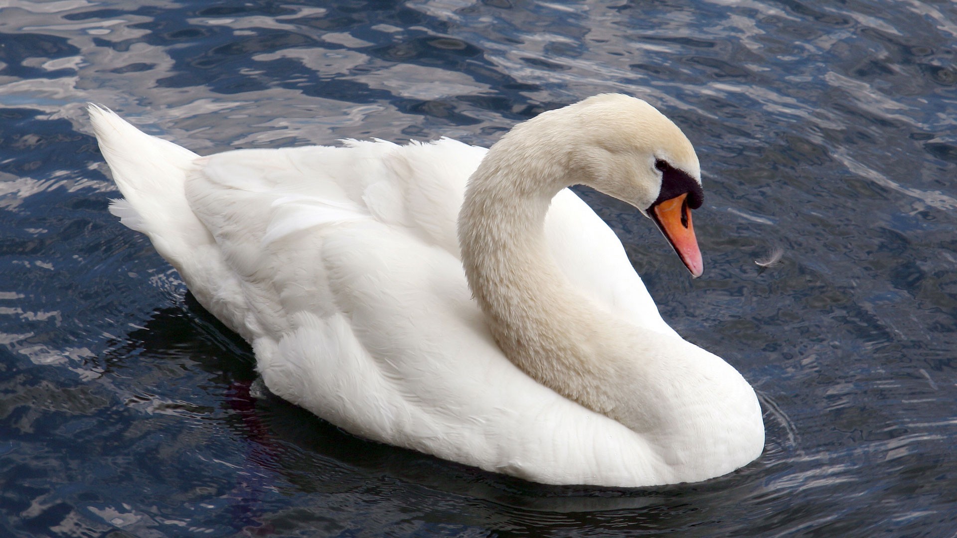 Swan 1080p Wallpaper