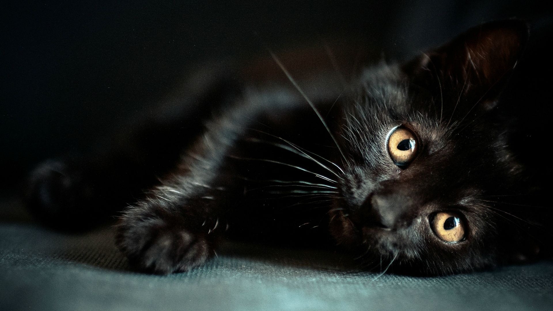 Black Cat free image