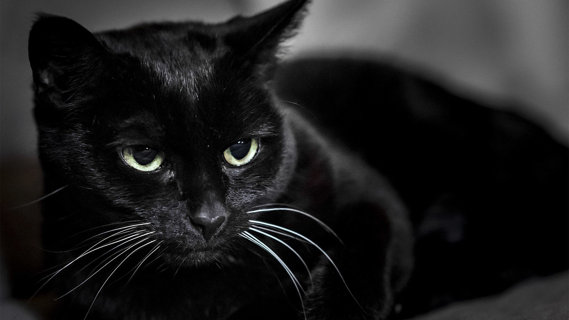 Black Cat hd desktop