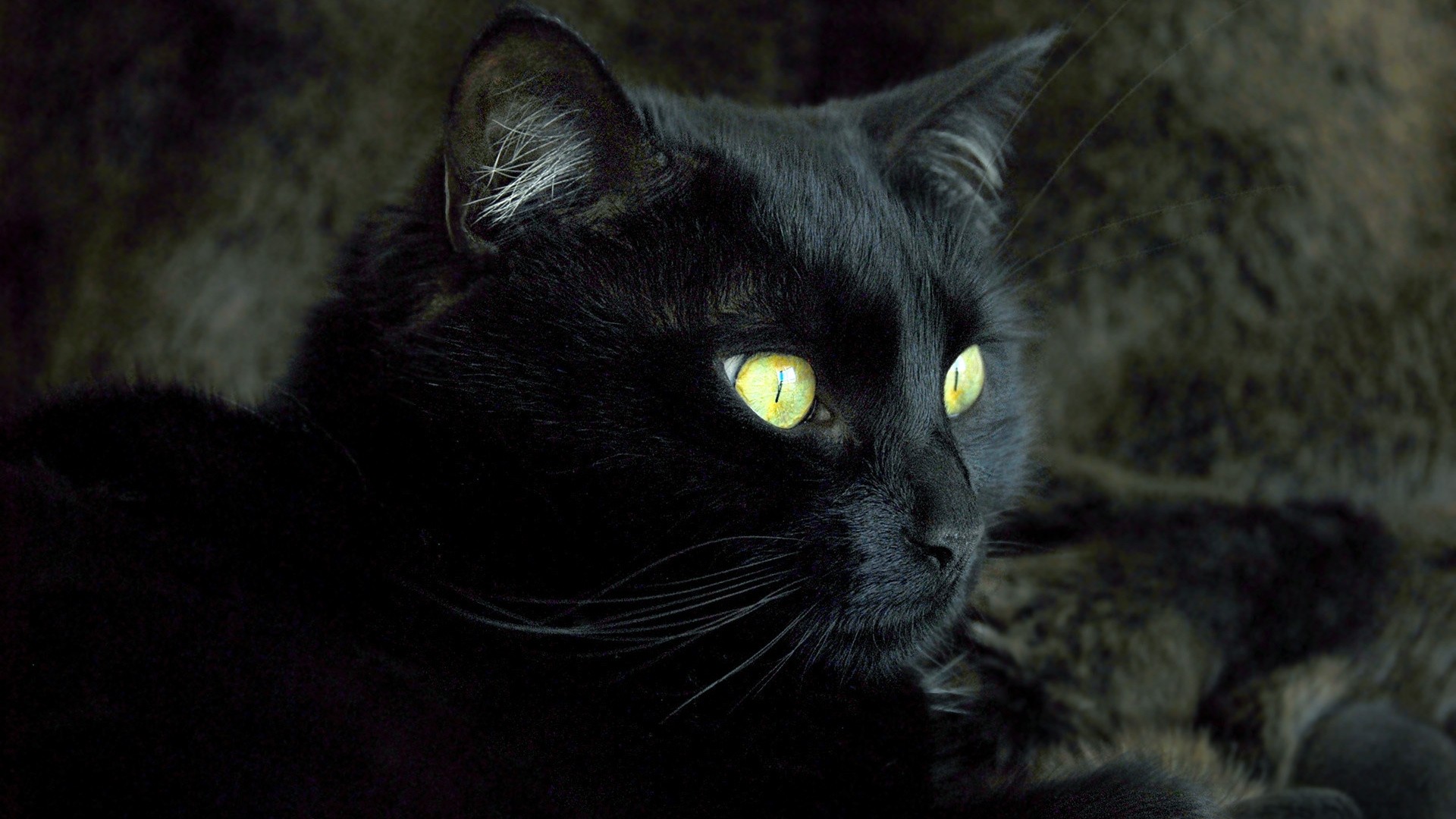 Black Cat background computer