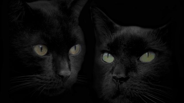 Black Cat Wallpapers: 20+ Images - WallpaperBoat