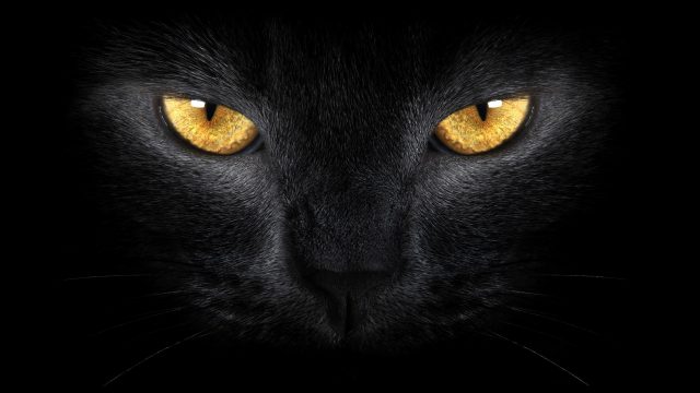 27 Black Cat Wallpapers - Wallpaperboat