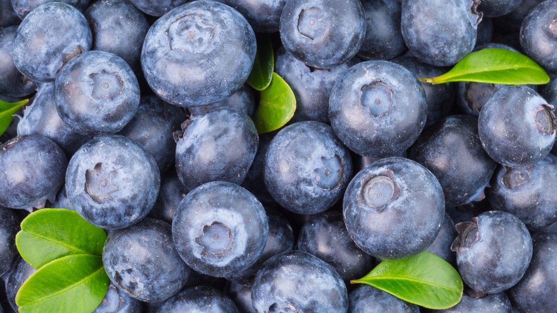 Blueberry Wallpaper and Background