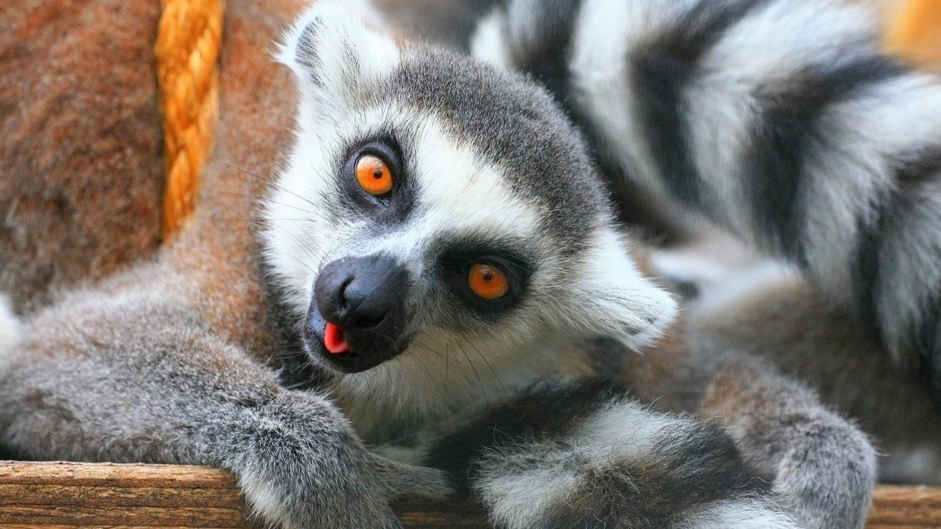 Lemur Full HD Wallpaper