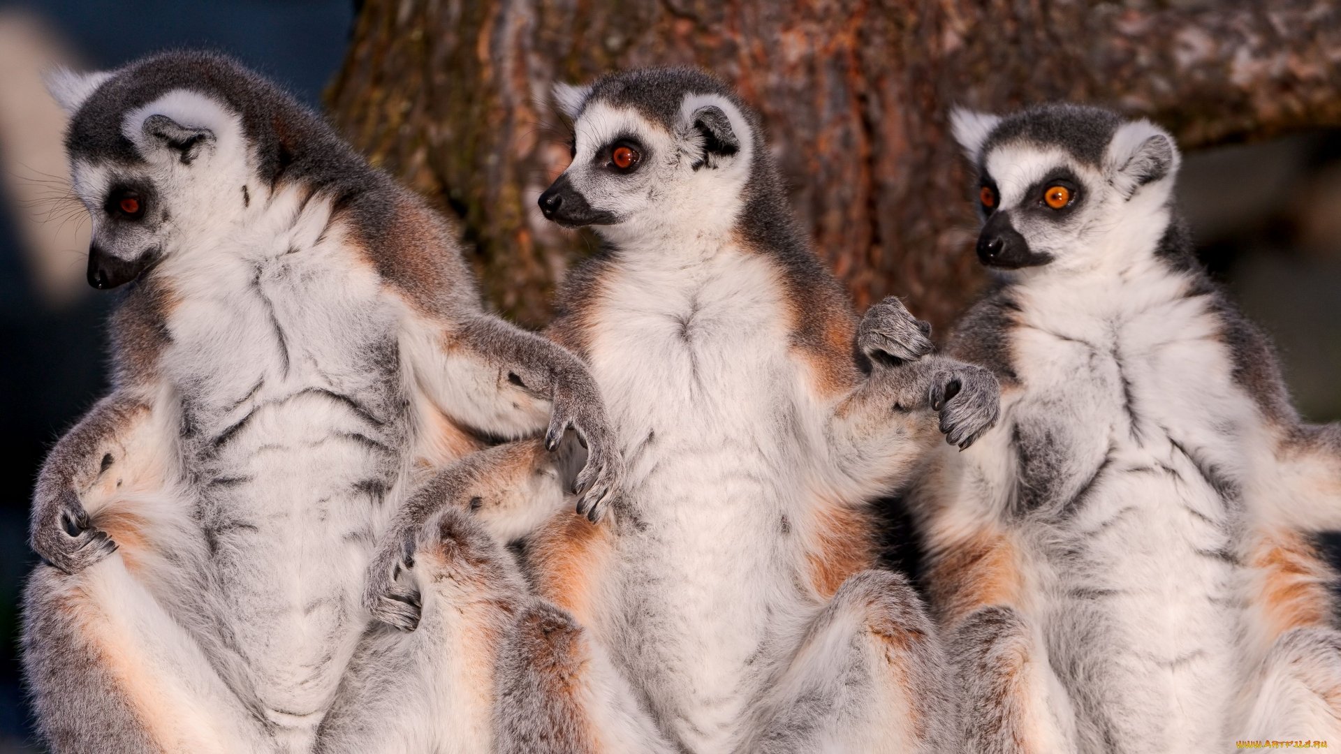 Lemur background wallpaper