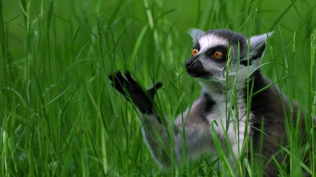 Lemur PC Wallpaper HD