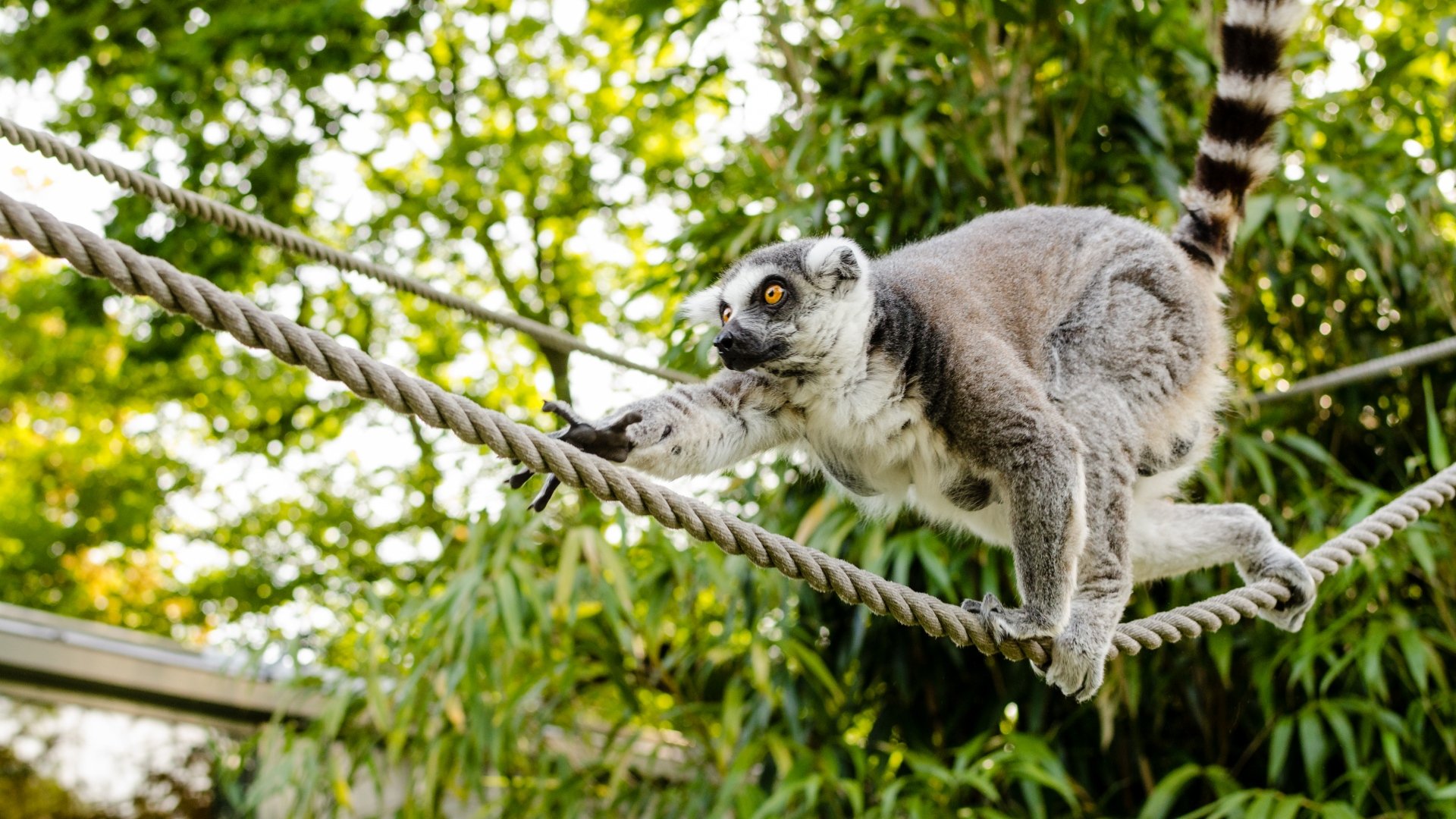 Lemur Wallpaper and Background