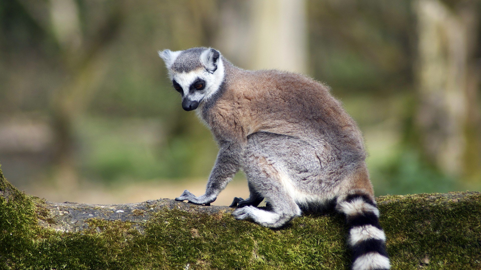 Lemur background wallpaper