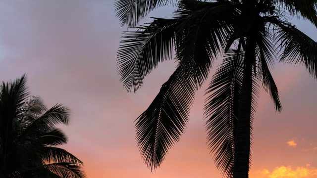 25 Palm Tree Screensaver - Wallpaperboat