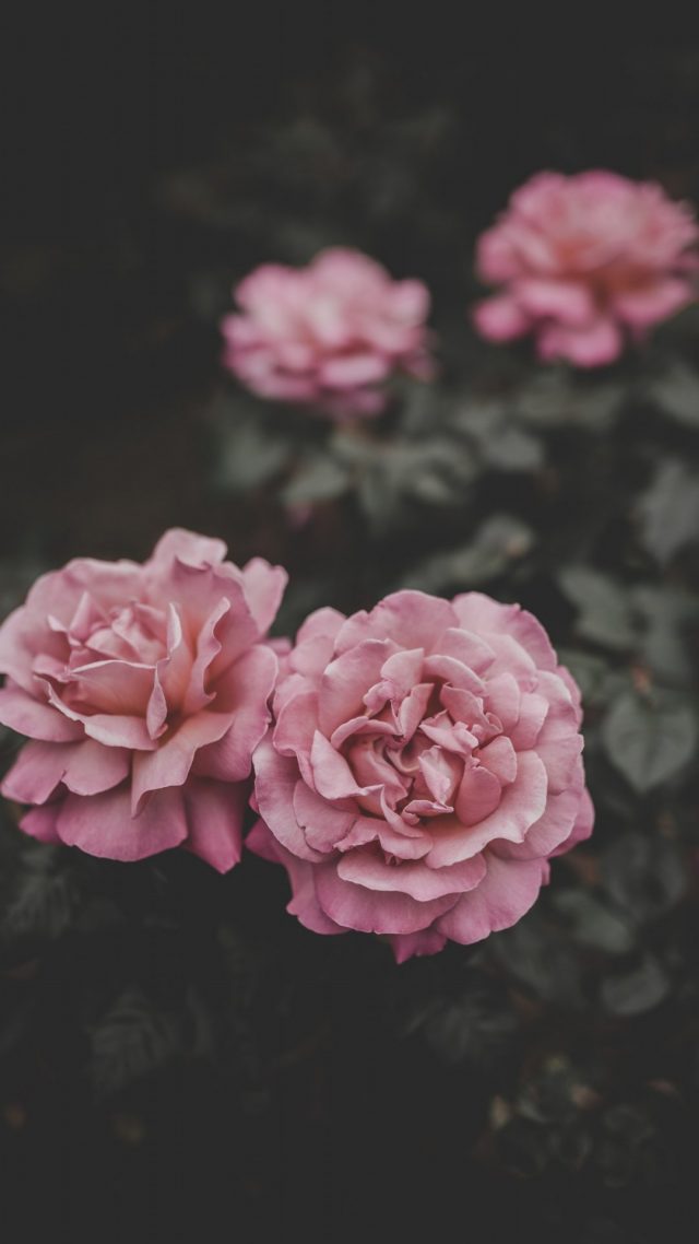 Peony cool wallpapers for iPhone 6