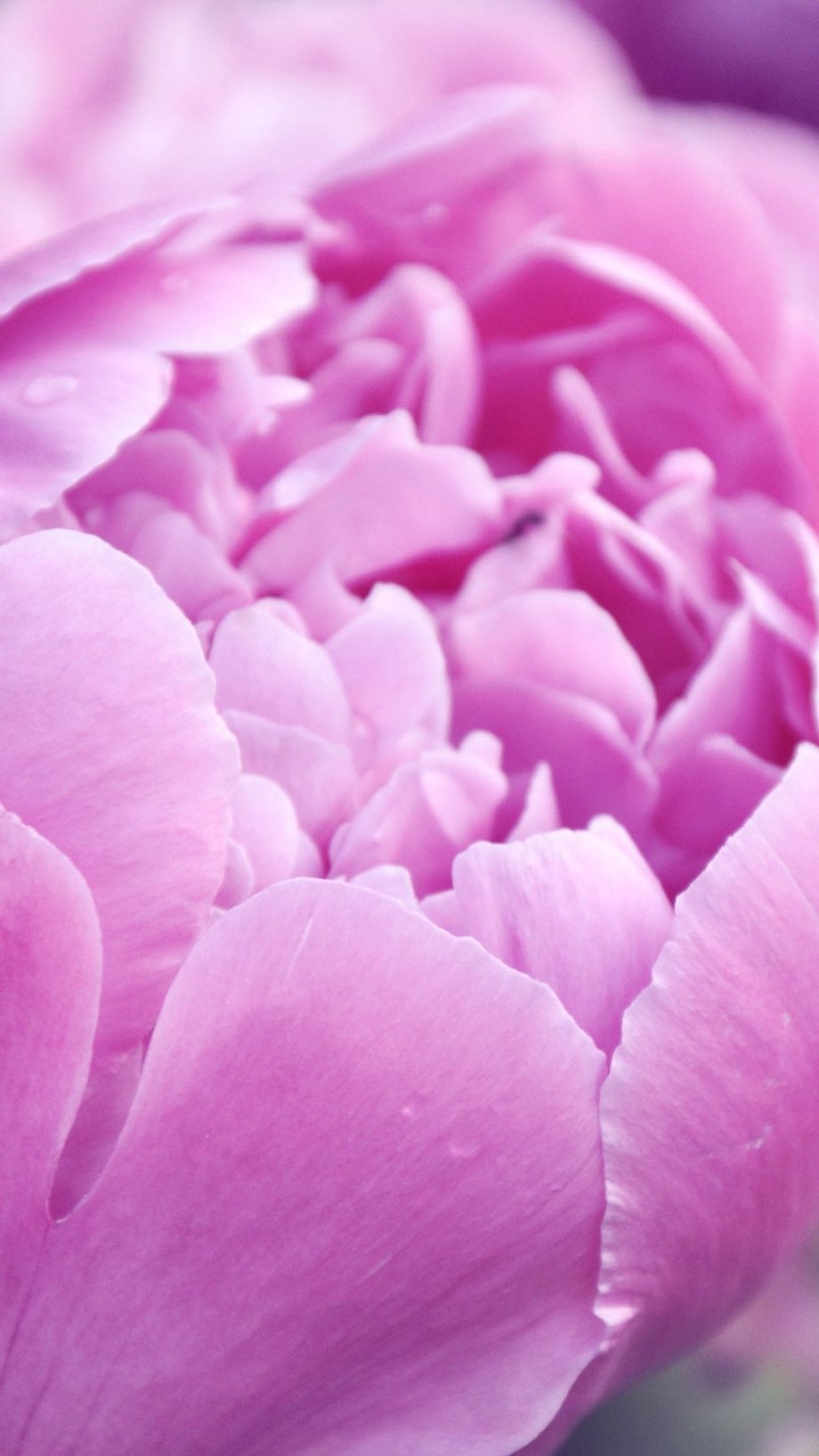 29 Peony Phone Wallpapers - Wallpaperboat