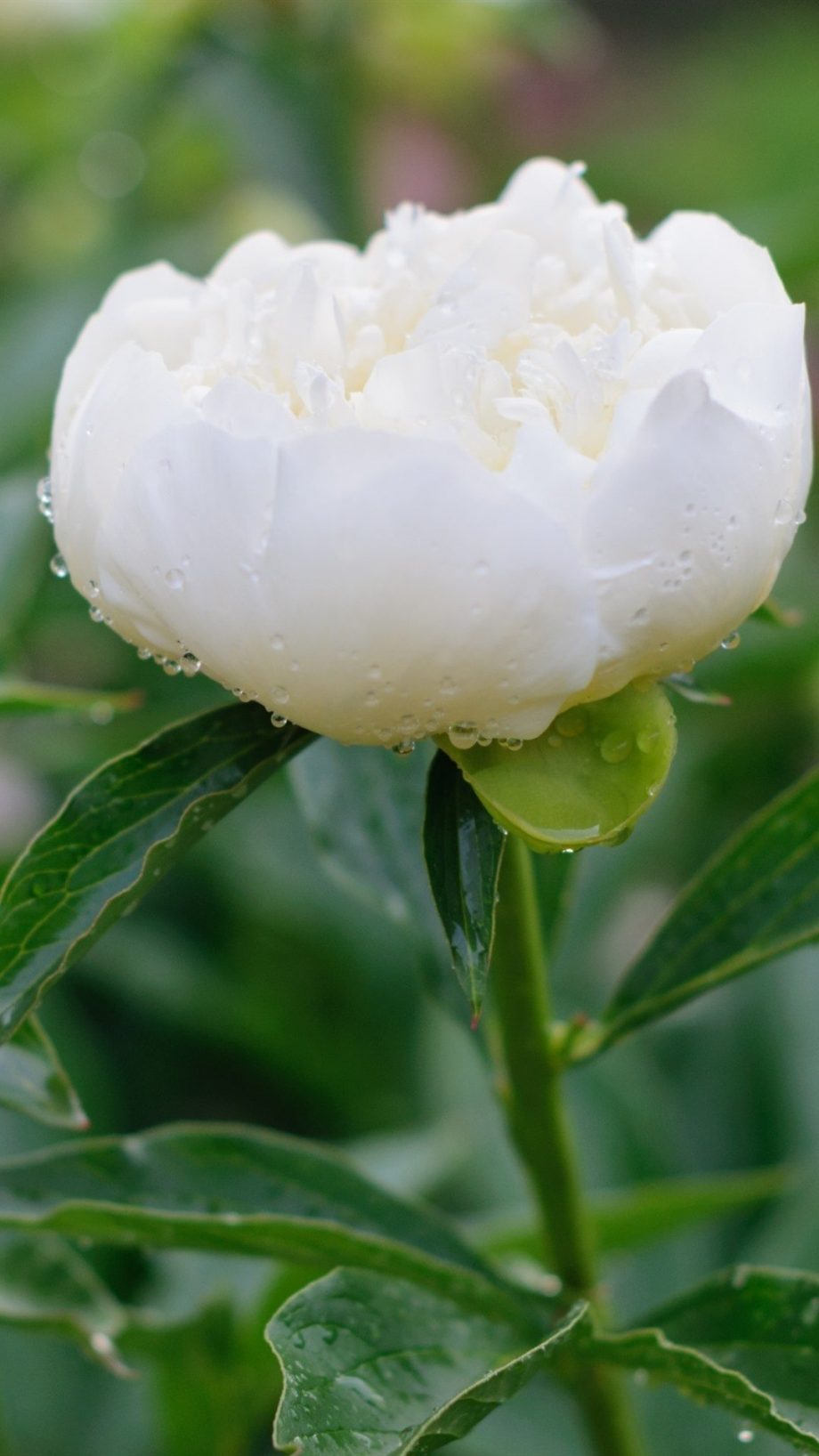 29 Peony Phone Wallpapers - Wallpaperboat