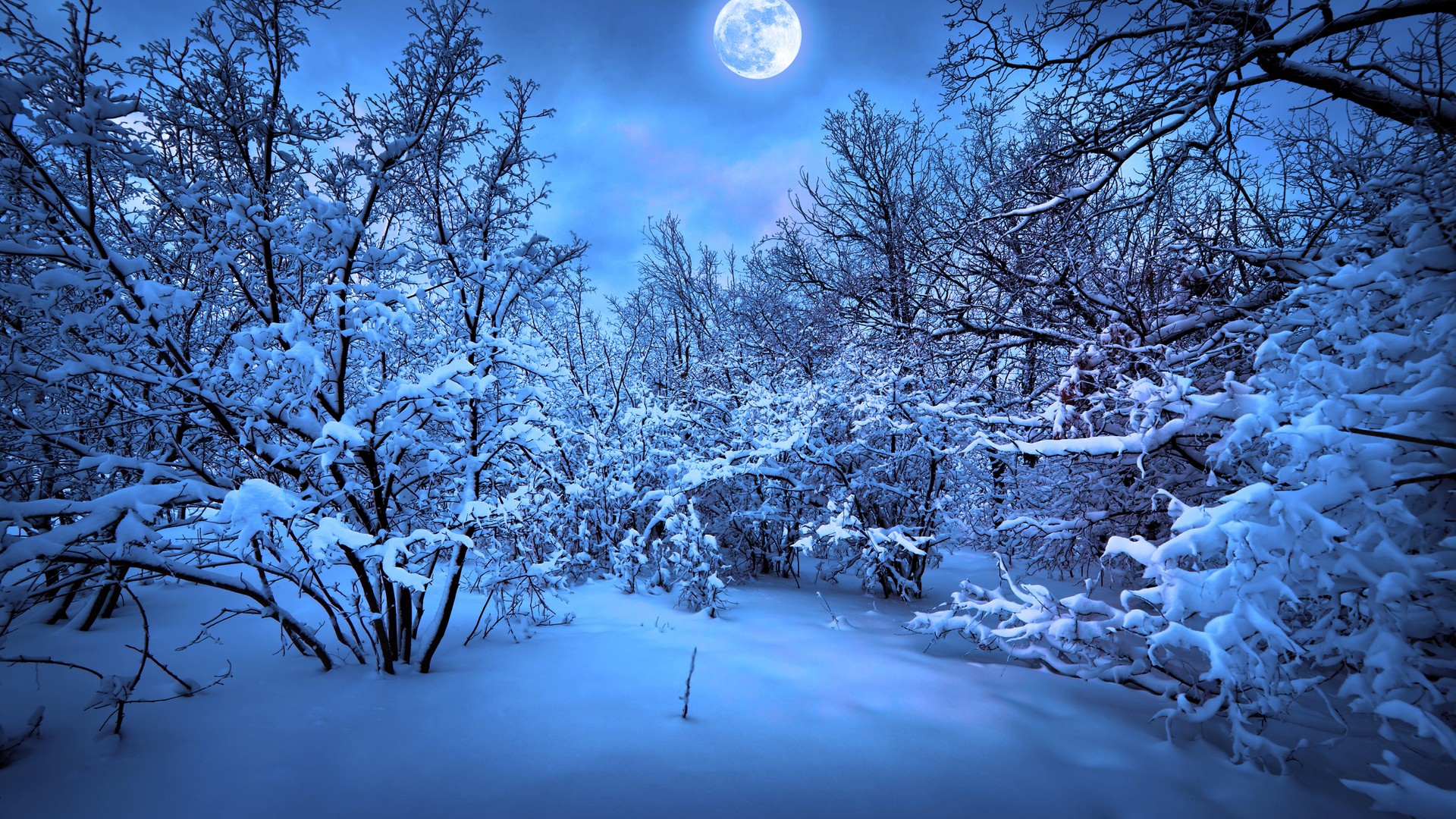 Snowy Forest free background
